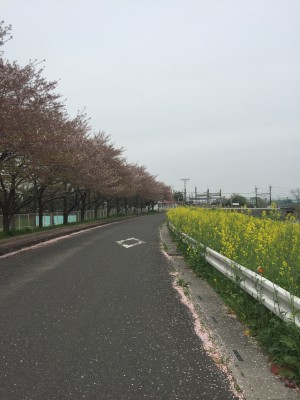 近所の菜の花と桜道路