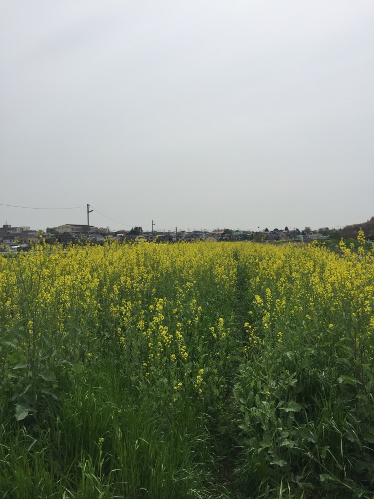 近所の菜の花畑