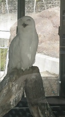 ふくろう