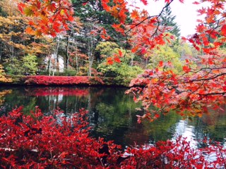 紅葉2