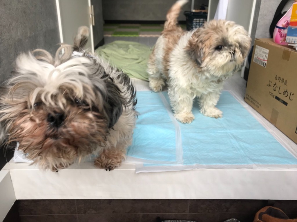 金本家犬