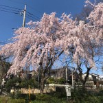 1桜