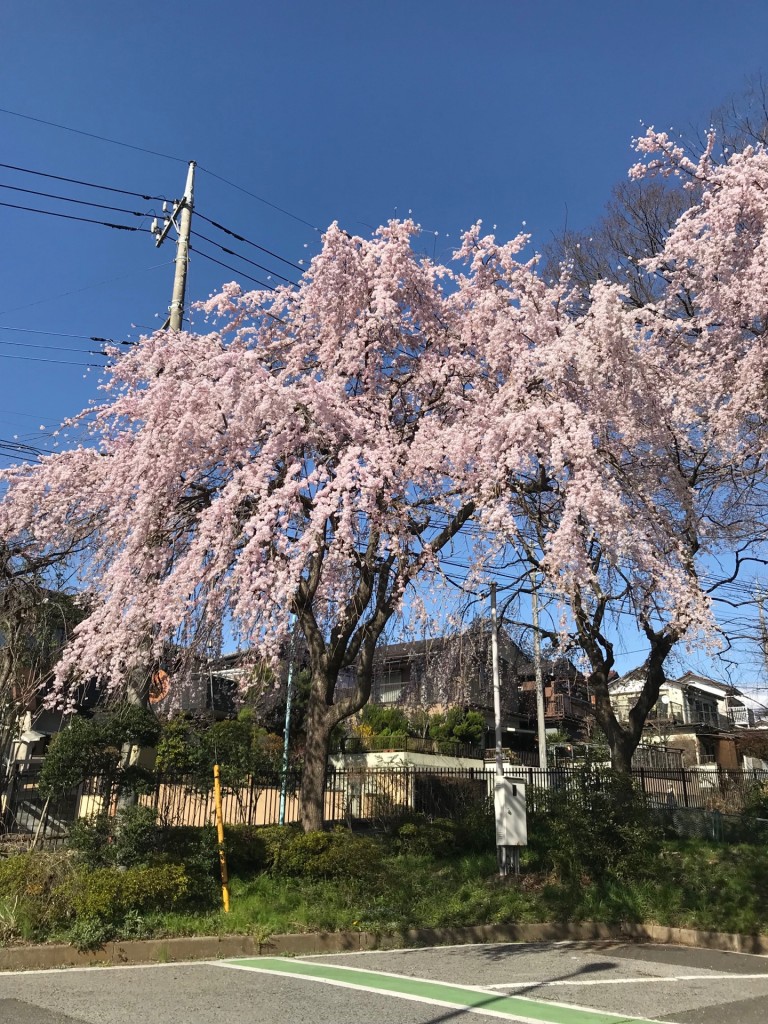 1桜