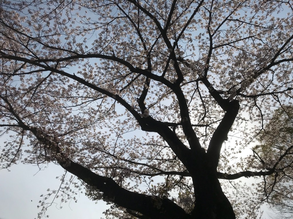 桜