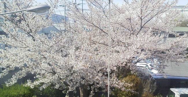 sakura