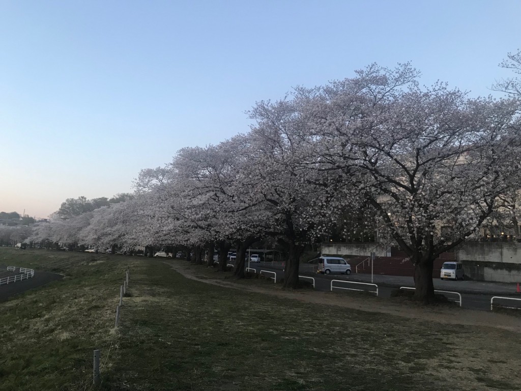 桜7
