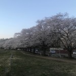 桜・桜・花吹雪
