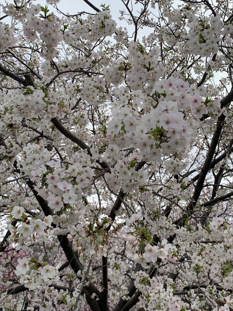 2022桜1