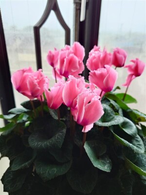 shared image (2)