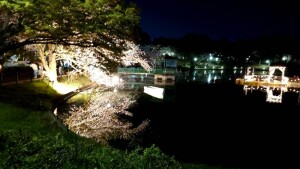 shared image (6)