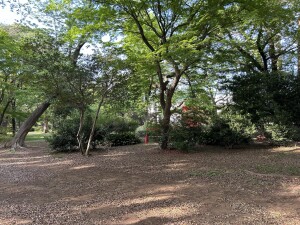 Image (11)