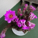 shared image (7)