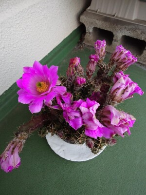 shared image (7)