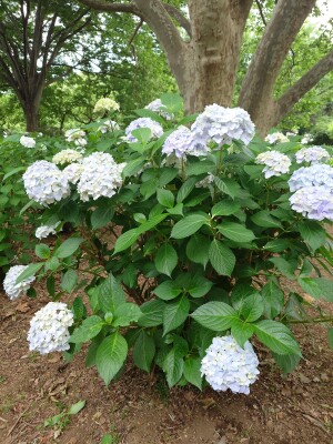 shared image (1)