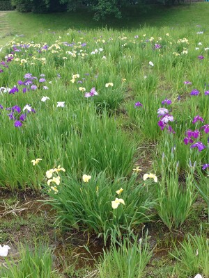 shared image (4)