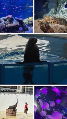 1164A266-10A3-4091-AF06-0CF36653B3CC-COLLAGE