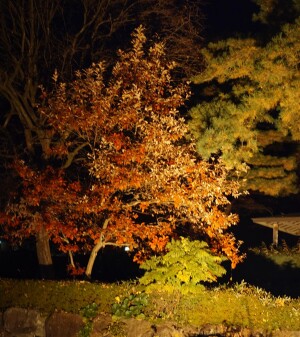 shared image (13)