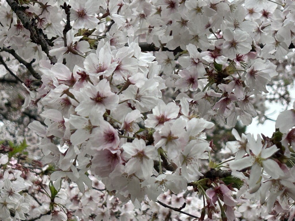 4CD42675-F748-430C-A514-1713DF2CAA19