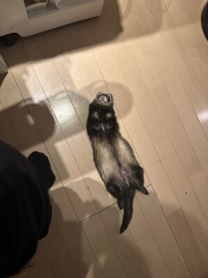 餌2