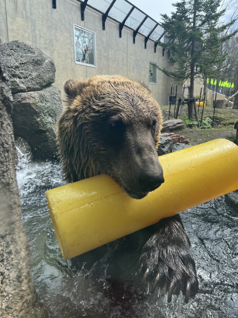 ヒグマ