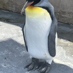 ペンギン