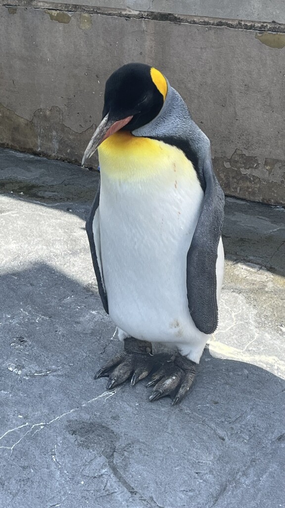 ペンギン
