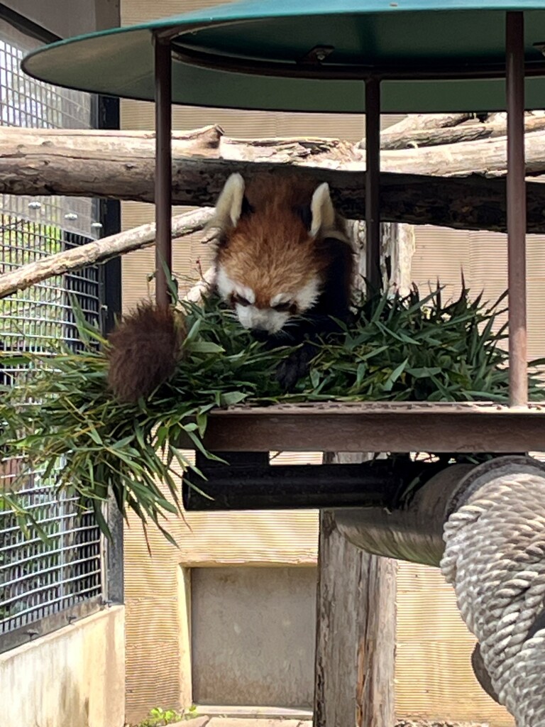 レッサーパンダ